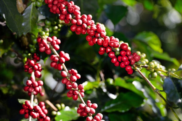 About Us - Bariz Coffee